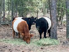Belted Galloway cattle for sale - Photo 3