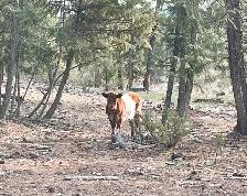 Belted Galloway cattle for sale - Photo 4