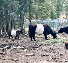 Belted Galloway cattle for sale - Photo 5
