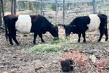 Belted Galloway cattle for sale - Photo 6