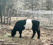 Belted Galloway cattle for sale - Photo 7