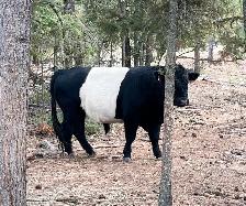 Belted Galloway cattle for sale - Photo 8