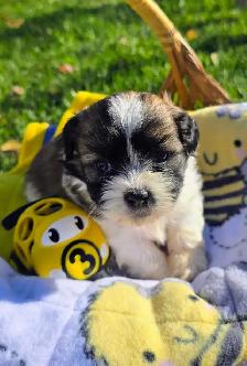 Shih Tzu Puppies