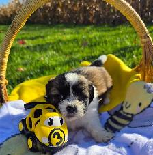 Shih Tzu Puppies - Photo 2