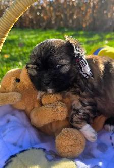 Shih Tzu Puppies - Photo 3