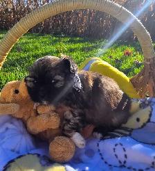 Shih Tzu Puppies - Photo 4