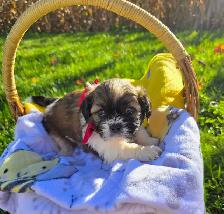 Shih Tzu Puppies - Photo 5