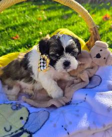 Shih Tzu Puppies - Photo 6