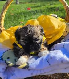 Shih Tzu Puppies - Photo 7