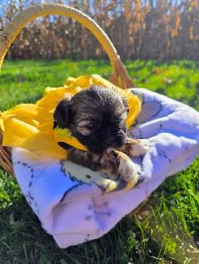 Shih Tzu Puppies - Photo 8