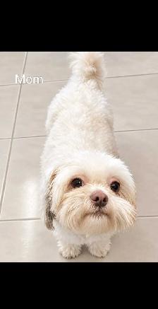 Shih Tzu Puppies - Photo 9