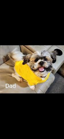 Shih Tzu Puppies - Photo 10