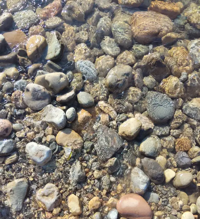 Rounded River Stone for Rain Gardens & Pond Edging