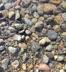 Rounded River Stone for Rain Gardens & Pond Edging