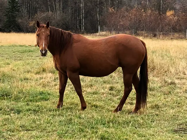 AQHA mare for sale.