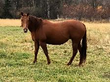 AQHA mare for sale.