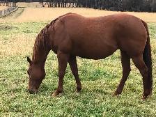 AQHA mare for sale. - Photo 2