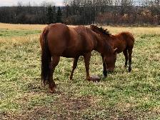 AQHA mare for sale. - Photo 3