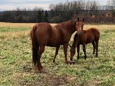 AQHA mare for sale. - Photo 4