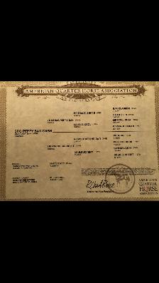 AQHA mare for sale. - Photo 5