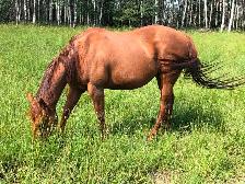 AQHA mare for sale. - Photo 6