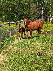 AQHA mare for sale. - Photo 7