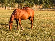 AQHA mare for sale. - Photo 8