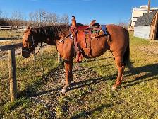 AQHA mare for sale. - Photo 9