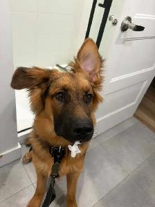 Berger Allemand - Photo 2