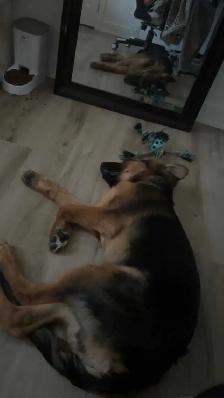 Berger Allemand - Photo 3