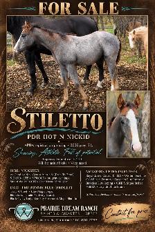2026 Grey Nickster Filly
