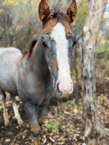 2026 Grey Nickster Filly - Photo 2