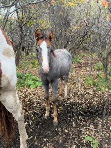2026 Grey Nickster Filly - Photo 3