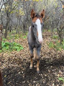 2026 Grey Nickster Filly - Photo 4