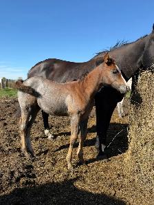 2026 Grey Nickster Filly - Photo 5