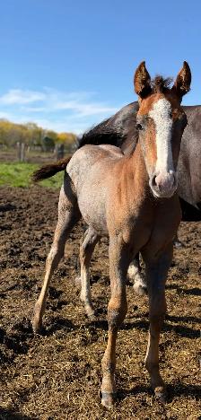 2026 Grey Nickster Filly - Photo 6