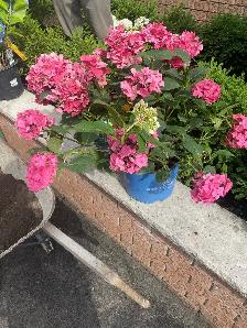 General landscaping labour - Photo 3