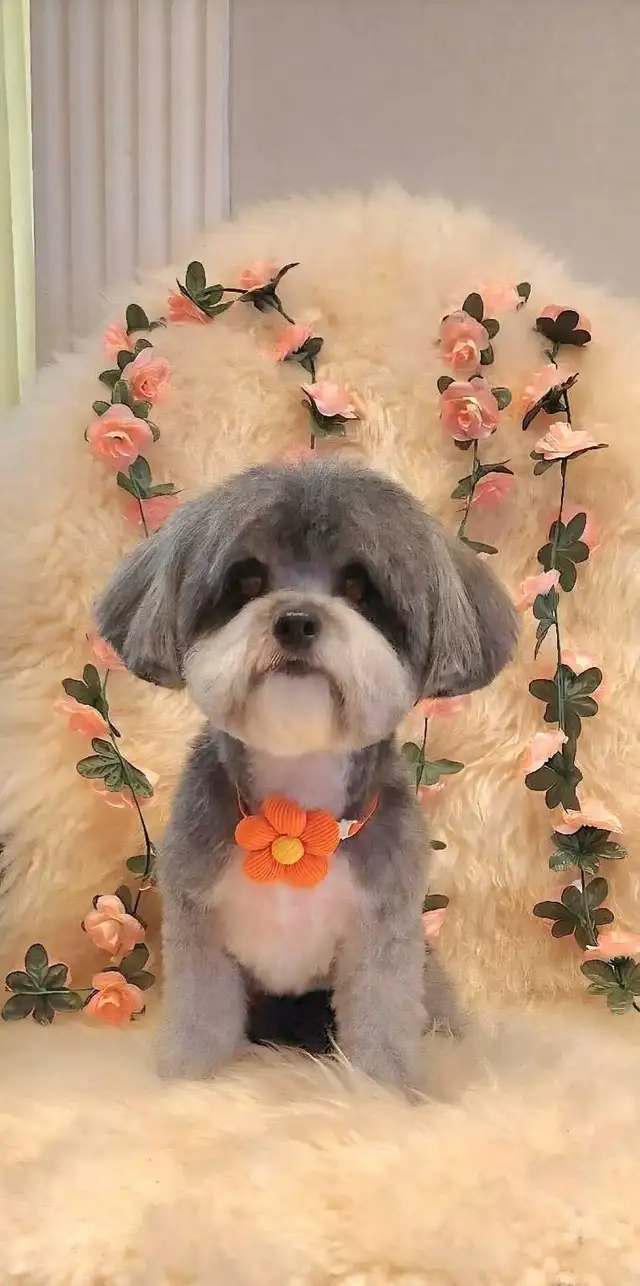 Dog Grooming in Bayview Village – $10 OFF for New Clients