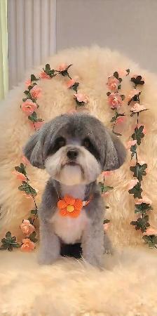 Dog Grooming in Bayview Village – $10 OFF for New Clients