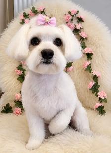Dog Grooming in Bayview Village – $10 OFF for New Clients - Photo 2