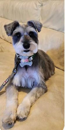 Dog Grooming in Bayview Village – $10 OFF for New Clients - Photo 3