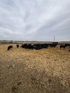 Farm and Feedlot Labourer - Photo 2