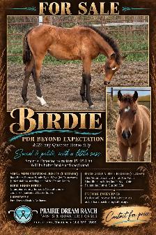 2026 Bay Filly