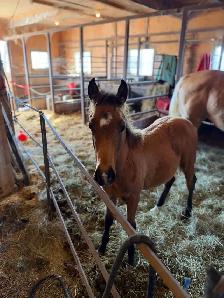 2026 Bay Filly - Photo 2