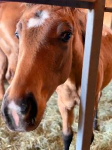 2026 Bay Filly - Photo 3