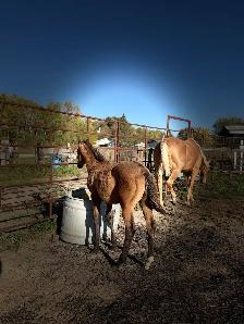 2026 Bay Filly - Photo 4