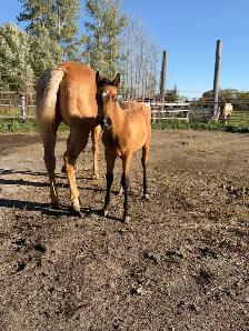 2026 Bay Filly - Photo 5