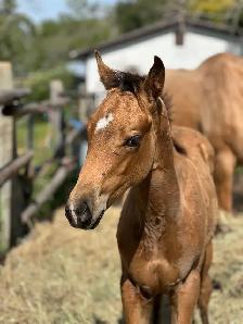 2026 Bay Filly - Photo 6