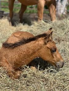 2026 Bay Filly - Photo 7