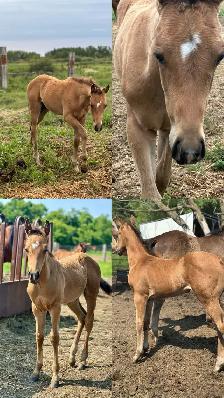 2026 Bay Filly - Photo 8